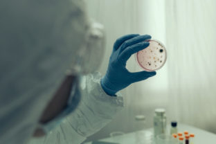 Scientist examining virus in petri dish in a laboratory