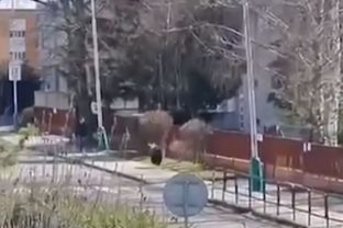 Medveď, Liptovský Mikuláš