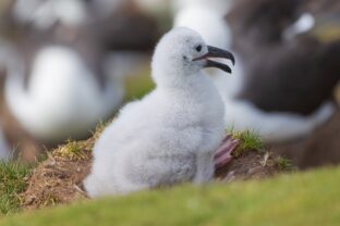 Mláďa putujúceho albatrosa sediace v tráve na ostrove Marion, Južná Afrika